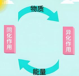 異化作用 異化作用