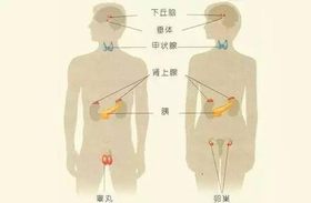 內分泌失調 內分泌失調
